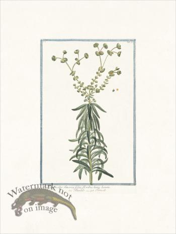 Bonelli 026 Titimale